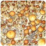Псилоцибиновые (галлюциногенные)  грибы Psilocybin "Golden Teacher" в Альметьевске