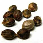 Семена марихуаны АК-47  (Seeds AK-47) в Альметьевске